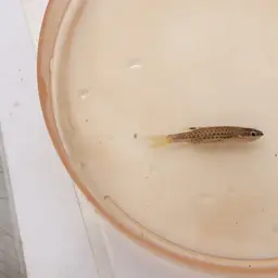 Beautiful Scaled Characin, photo 11