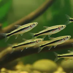 Beautiful Scaled Characin, photo 12