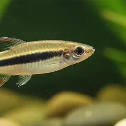 Blackbanded Pyrrhulina