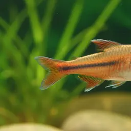 Rainbow Copella