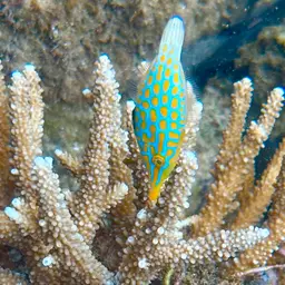 Coral Filefish, photo 1