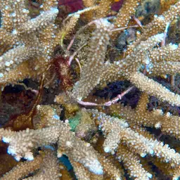 Coral Filefish, photo 2