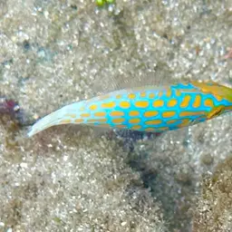 Coral Filefish, photo 3