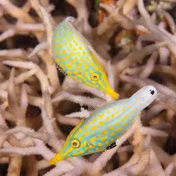 Coral Filefish, photo 4