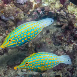 Coral Filefish, photo 5