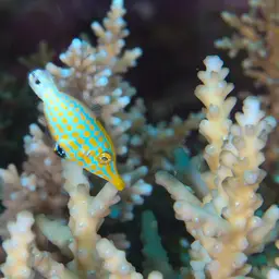 Coral Filefish, photo 6