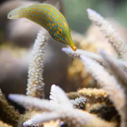 Coral Filefish, photo 7