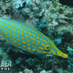 Coral Filefish, photo 8