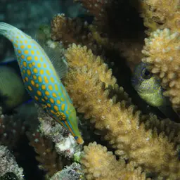Coral Filefish, photo 9