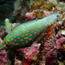 Coral Filefish, photo 10