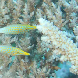 Coral Filefish, photo 11