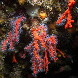 Red Coral, photo 2