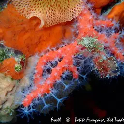 Red Coral, photo 3