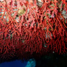 Red Coral, photo 4