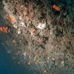 Red Coral, photo 6