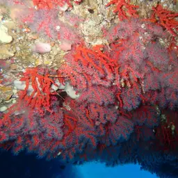 Red Coral, photo 7