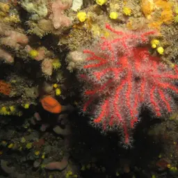 Red Coral, photo 8