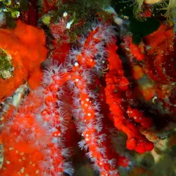 Red Coral, photo 9