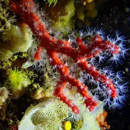 Red Coral, photo 10