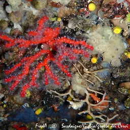 Red Coral, photo 11