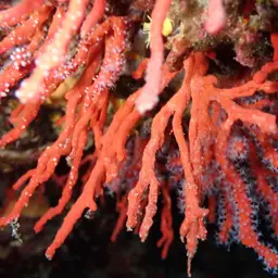Red Coral, photo 12