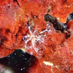 Cornucopic Coral