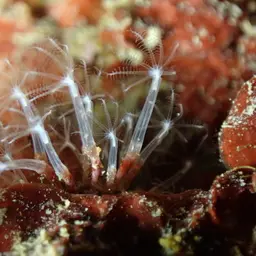 Cornucopic Coral, photo 2