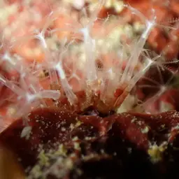 Cornucopic Coral, photo 3