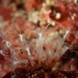 Cornucopic Coral, photo 4