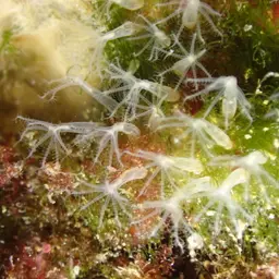 Cornucopic Coral, photo 5