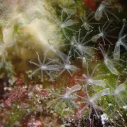 Cornucopic Coral, photo 6