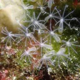 Cornucopic Coral, photo 7