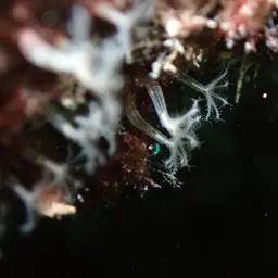 Cornucopic Coral, photo 8