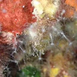 Cornucopic Coral, photo 9