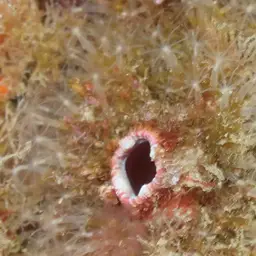 Cornucopic Coral, photo 10
