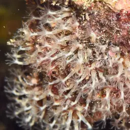 Cornucopic Coral, photo 11