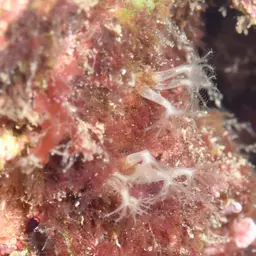 Cornucopic Coral, photo 12