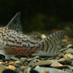Acre Corydoras