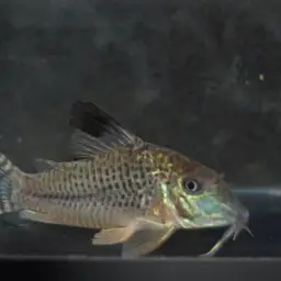 Blacktop Catfish, photo 2