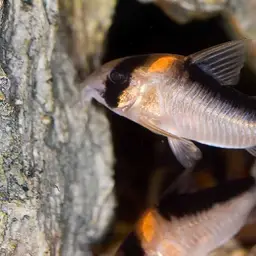 Adolf's Cory
