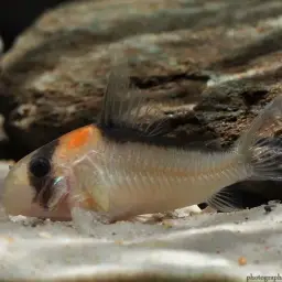 Adolf's Cory, photo 2
