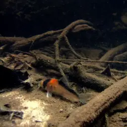 Adolf's Cory, photo 3