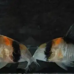 Adolf's Cory, photo 4