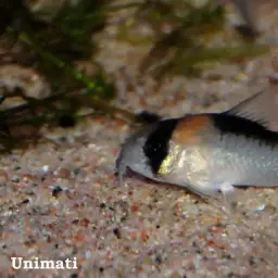 Adolf's Cory, photo 5