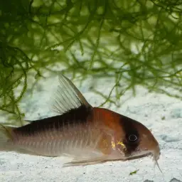 Adolf's Cory, photo 7