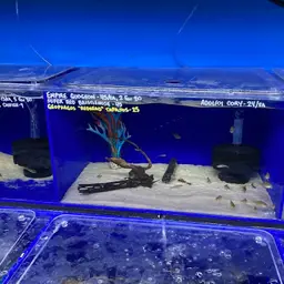 Adolf's Cory, photo 8