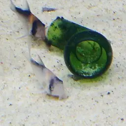 Adolf's Cory, photo 9