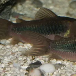 Bronze Cory
