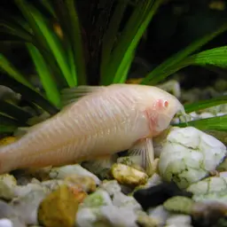 Bronze Cory, photo 2