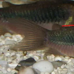 Bronze Cory, photo 3